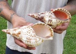 2 piece lot of Caribbean Triton Trumpet seashells 7 inch - Available for Sale for $32.00/lot