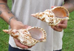 2 piece lot of Caribbean Triton Trumpet seashells 7 inch - Available for Sale for $32.00/lot