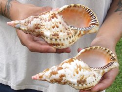 2 piece lot of Caribbean Triton Trumpet seashells 7 inch - Available for Sale for $32.00/lot