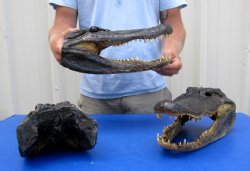 17 inches long Wholesale Alligator Heads from a 10 foot gator for $110.00 each 