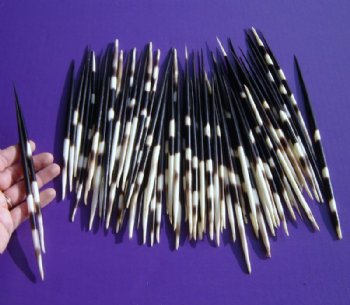 Wholesale Thick African Porcupine Quills 7 inches - 50 pcs @ 1.00 each