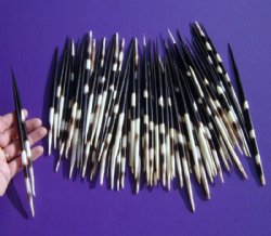 Wholesale Thick African Porcupine Quills (Good clean quills) 7 to 8-7/8 inches - 50 pcs @ 1.00 each; 200 pcs @ $.90 each