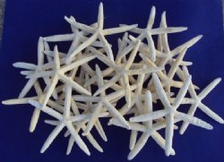 Wholesale case lot of white finger starfish 6 to 8 inches - 250 pcs @ $.53 each