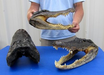 19 inches long Wholesale Alligator Heads from a 12 foot gator  - $170.00