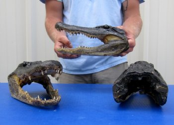 16 inches long Wholesale Alligator Heads from a 10 foot gator - 2 pcs @ $72.00 each