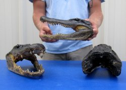 16 inches long Wholesale Alligator Heads from a 10 foot gator for $80.00 each