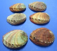 6" - 6-3/4" Wholesale Red Abalone Shells - 2 @ $11.50 each; 6 @ $10.00 each