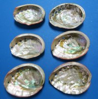 6" - 6-3/4" Wholesale Red Abalone Shells - 2 @ $11.50 each; 6 @ $10.00 each