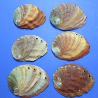 6" - 6-3/4" Wholesale Red Abalone Shells - 2 @ $11.50 each; 6 @ $10.00 each