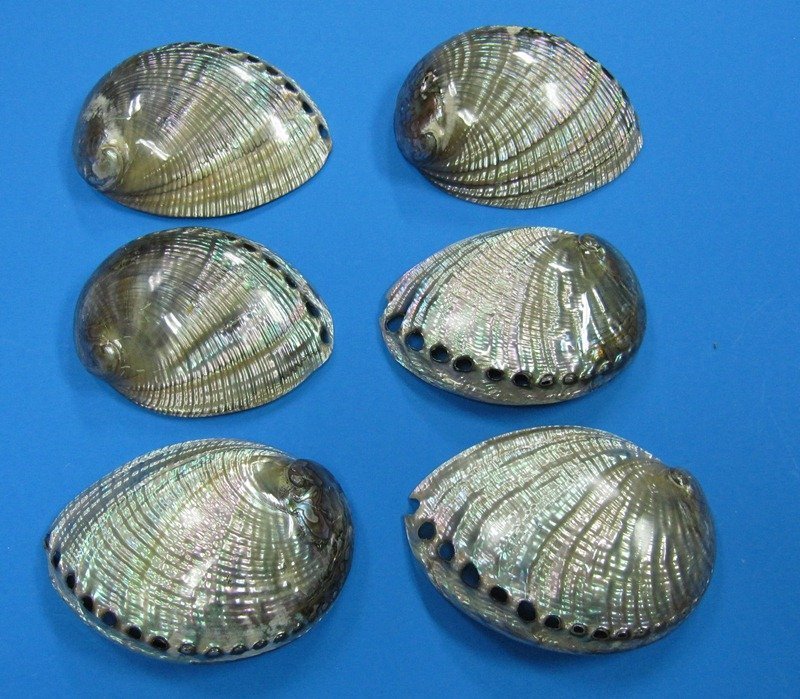 Polished Green Abalone Shells Haliotis fulgens