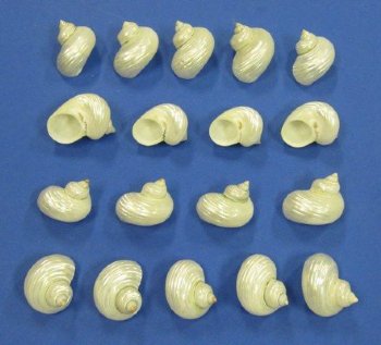 Wholesale Pearl Silver mouth turban shells 1-1/2" to 2" - 25 pcs @ $.55 each; 200 pcs @ $.49 each