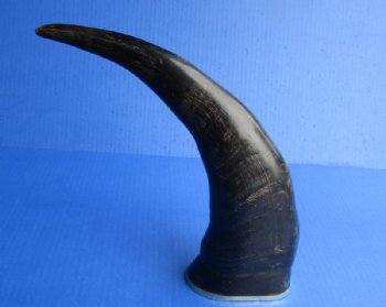 Wholesale Semi-polished water buffalo horns with brass rim, 12 to 15 inches - 2 pcs @ $12.00 each; 8 pcs @ $10.50 each