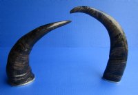 Wholesale Semi-polished water buffalo horns with brass rim, 12 to 15 inches - 2 pcs @ $12.00 each; 8 pcs @ $10.50 each