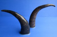 Wholesale Semi-polished water buffalo horns with brass rim, 12 to 15 inches - 2 pcs @ $12.00 each; 8 pcs @ $10.50 each