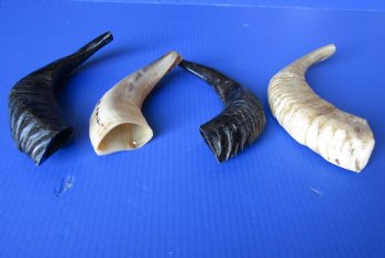 Wholesale Polished Sheep horn Shofar 9 to 12 inches - 2 pc @ $6.00 each; 12 pc @ $5.40 each