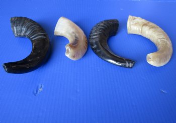 Wholesale Polished Sheep horn Shofar 9 to 12 inches - 2 pc @ $6.00 each; 12 pc @ $5.40 each