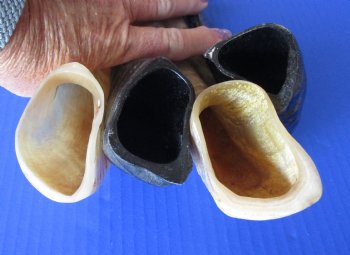 Wholesale Polished Sheep horn Shofar 9 to 12 inches - 2 pc @ $6.00 each; 12 pc @ $5.40 each