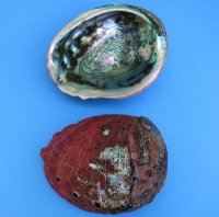 5 to 6-1/2 inches #2 Grade Red Abalone Shells Wholesale - Pack of 2 @ $6.00 each