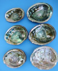 5 to 6-1/2 inches #2 Grade Red Abalone Shells Wholesale - Pack of 2 @ $6.00 each