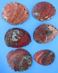 5 to 6-1/2 inches #2 Grade Red Abalone Shells Wholesale - Pack of 2 @ $6.00 each