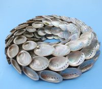 10 inches Abalone Shell Wreaths Wholesale for shell wall art or shell candle holder - Packed: 2 @ $8.00 each  