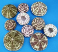 Wholesale Alfonso Sea Urchins 2-1/2 inches to 4 inches (assorted sizes) - 10 pcs @ $.85 each