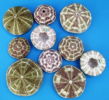 Wholesale Alfonso Sea Urchins 2-1/2 inches to 4 inches (assorted sizes) - Case of 180 pcs @ $.75 each 