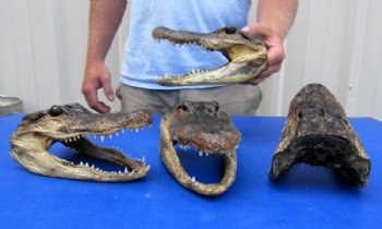 8 inches Wholesale Taxidermy American Alligator Heads - 2  @ $13.00 each; 8 or more pieces @ $11.70 each