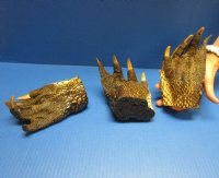 Wholesale Extra large alligator feet 5 inches to 7 inches long - Min: 2 pc @ $9.50 each; 10 pc or more @ $8.25 each (You will receive gator feet similar to those shown in the photos) 