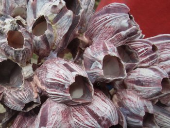 7" to 9" Wholesale Purple Barnacle Clusters (some are made from gluing smaller barnacles together)  - Case of 16 @ $5.25 each