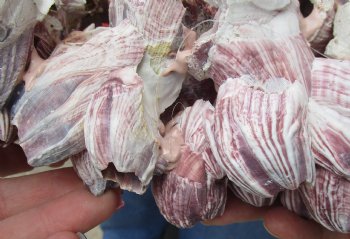 Wholesale Purple barnacles, barnacle clusters 10 inches to 12 inches - 2 pcs @ $12.00