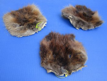 Wholesale Beaver Face Pelts 6 to 8 inches - 5 pcs @ $3.00 each; 20 pc @ $2.70 each