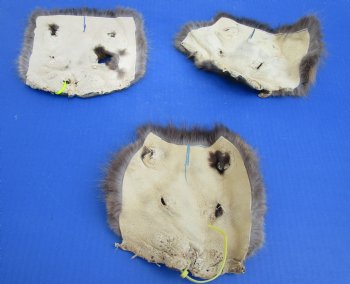 Wholesale Beaver Face Pelts 6 to 8 inches - 5 pcs @ $3.00 each; 20 pc @ $2.70 each