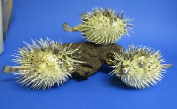 Wholesale Porcupine fish or Porcupine blowfish with sharp spines 6"-7" - Box of 10 @ $2.75 each