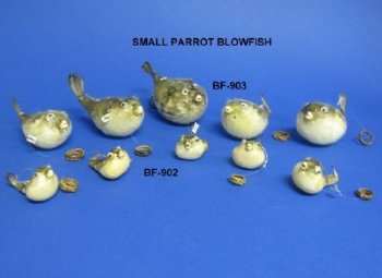 Dried Puffer Fish Wholesale 2" to 3" Bubble fish - 10 pcs @ $.75 each; 100 pcs @ $.67 each