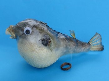 Wholesale dried puffer blowfish 4 inches to 5 inches - 100 pcs @ $1.00 each