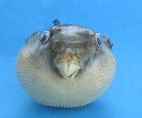 Wholesale dried puffer blowfish 4 inches to 5 inches - 100 pcs @ $1.00 each