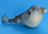 Wholesale dried puffer blowfish 4 inches to 5 inches - 10 pcs @ $1.15 each