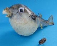 Wholesale dried puffer blowfish 4 inches to 5 inches - 10 pcs @ $1.15 each