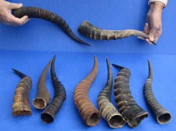 Wholesale Mixed Male and Female B-Grade Blesbok Horns 11 to 16 inches - 5 @ $5.50 each; 20 @ $4.95 each 