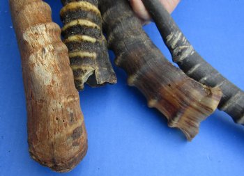 Wholesale Mixed Male and Female B-Grade Blesbok Horns 11 to 16 inches - 5 @ $5.50 each; 20 @ $4.95 each 