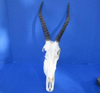 Wholesale Craft Grade Blesbok skull with horns - $39 each