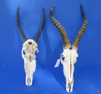 Wholesale Craft Grade Blesbok skull with horns - $39 each