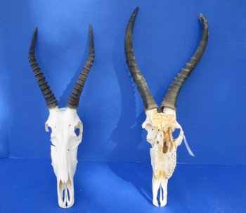 Wholesale Craft Grade Blesbok skull with horns - $39 each