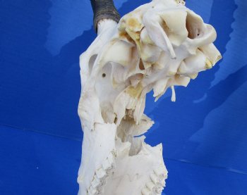 Wholesale Craft Grade Blesbok skull with horns - $39 each