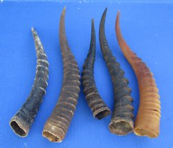 Wholesale Female Blesbok horns, commercial grade, 11 to 15 inches - 2 @ $10.00 each; 10 @ $9.00 each 