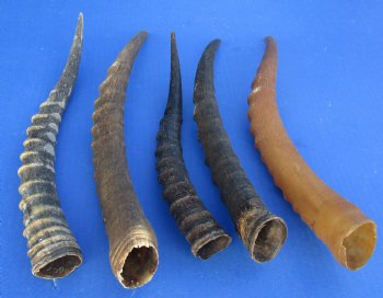 Wholesale Female Blesbok horns, commercial grade, 11 to 15 inches - 2 @ $10.00 each; 10 @ $9.00 each 