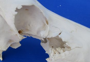 Wholesale Craft Grade Blesbok skull with horns - $39 each