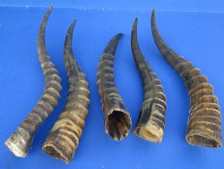 Wholesale Male Blesbok horns, commercial grade, 12 to 16 inches - 2 @ $11.25 each; 10 @ $10.00 each 