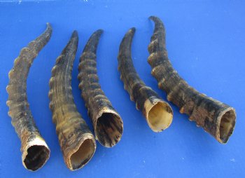 Wholesale Male Blesbok horns, commercial grade, 12 to 16 inches - 2 @ $11.25 each; 10 @ $10.00 each 